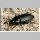 Anisodactylus binotatus - Laufkaefer 01a 11mm.jpg